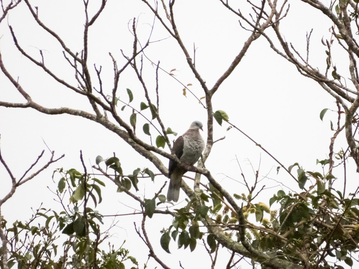 Mountain Imperial-Pigeon - ML192557081