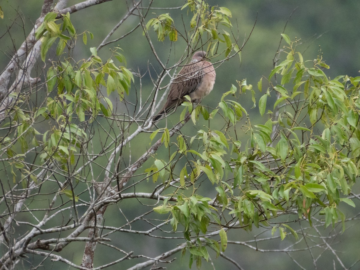 Spotted Dove - ML192557461