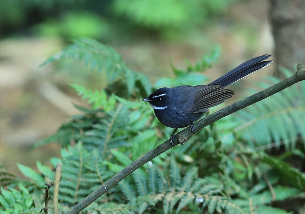 White-throated Fantail - ML192558311