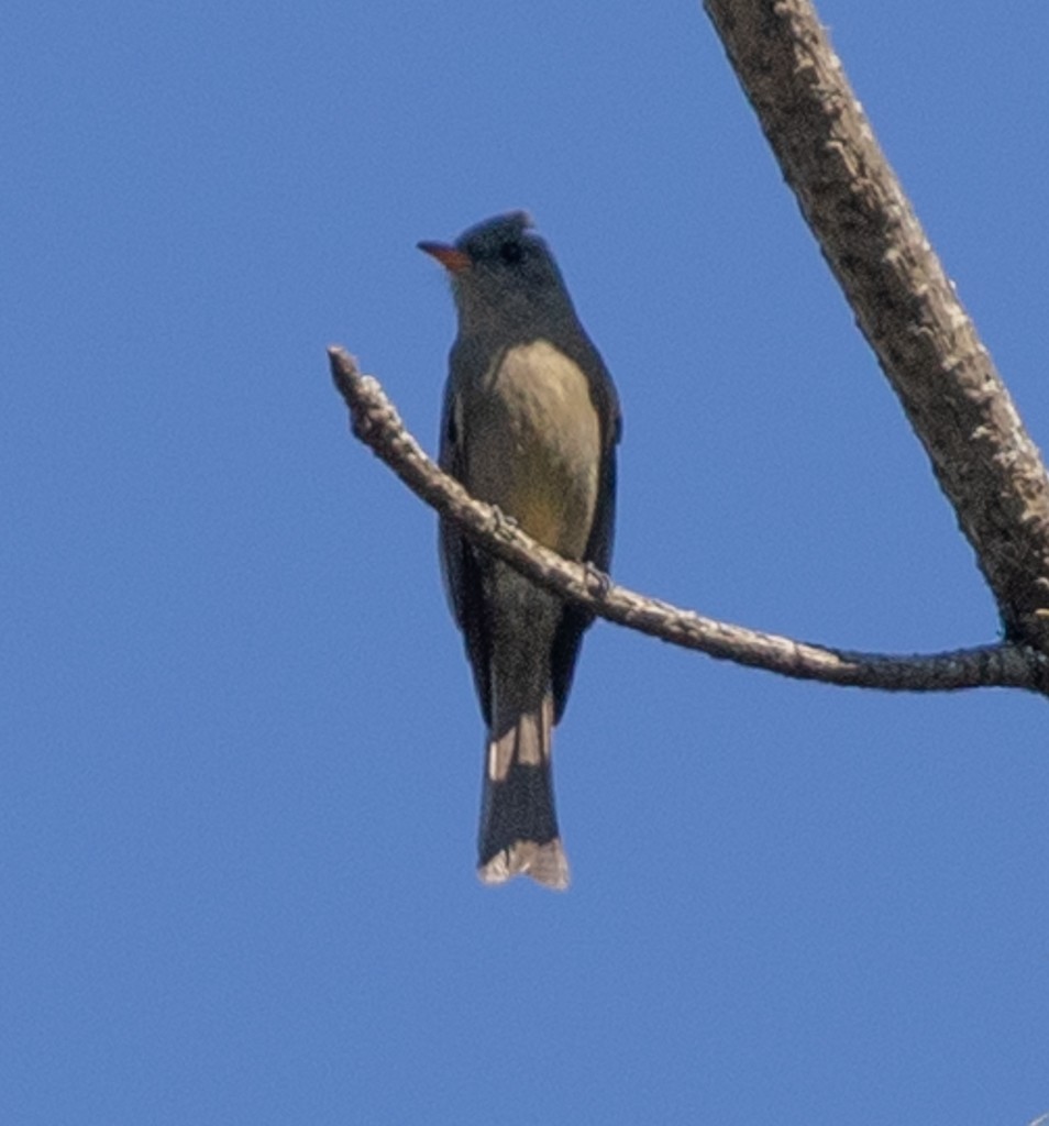 Greater Pewee - Lindy Fung