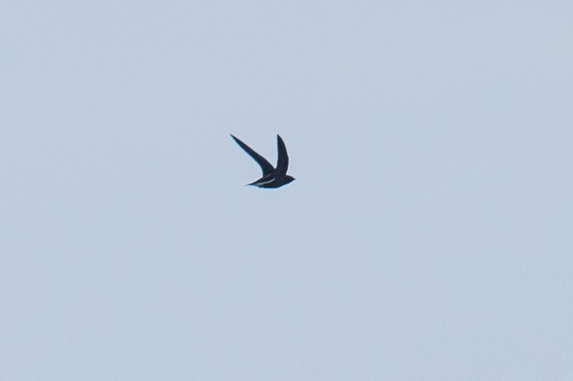 Brown-backed Needletail - Adrian Silas Tay