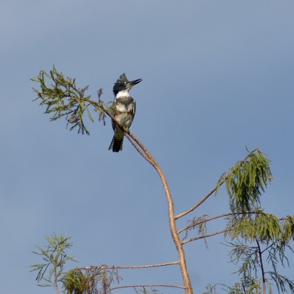 Belted Kingfisher - ML192561671