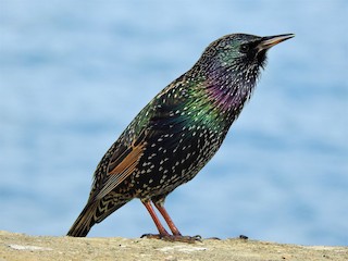 European Starling