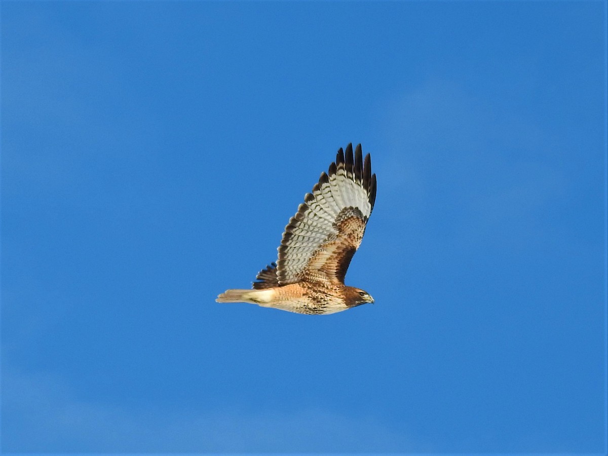 Red-tailed Hawk - ML192562801