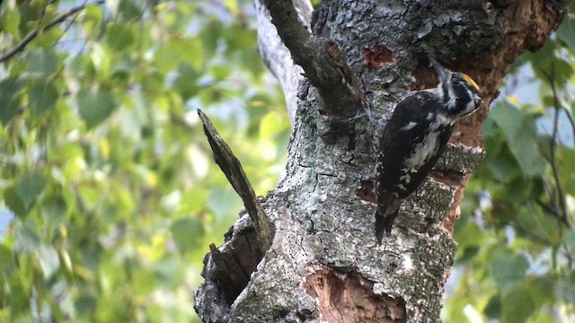Eurasian Three-toed Woodpecker - ML192566841