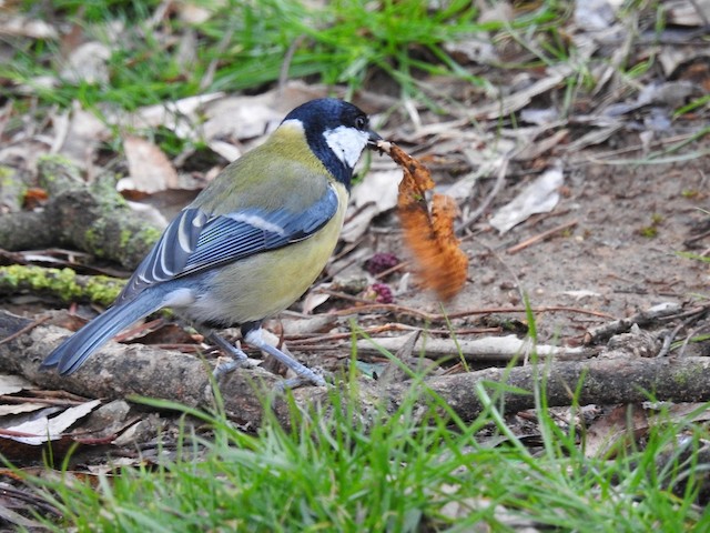 Adult dorsal view (subspecies <em class="SciName notranslate">excelsus</em>). - Great Tit - 