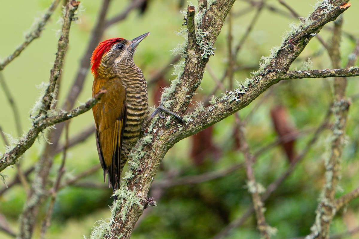 Bar-bellied Woodpecker - ML192573241