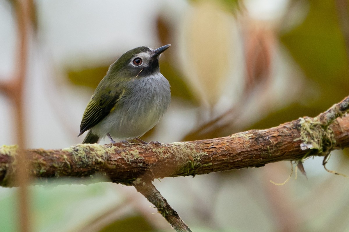Black-throated Tody-Tyrant - Joao Quental JQuental