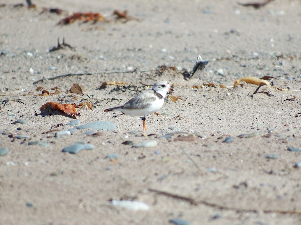 Piping Plover - ML192578971
