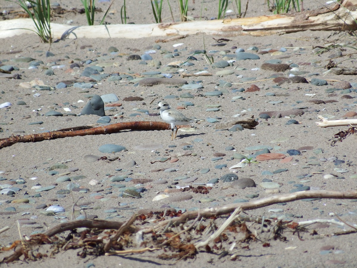 Piping Plover - ML192579051