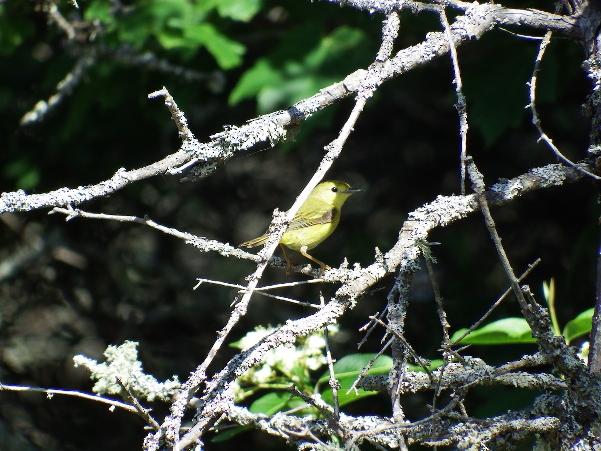 Yellow Warbler - ML192581101