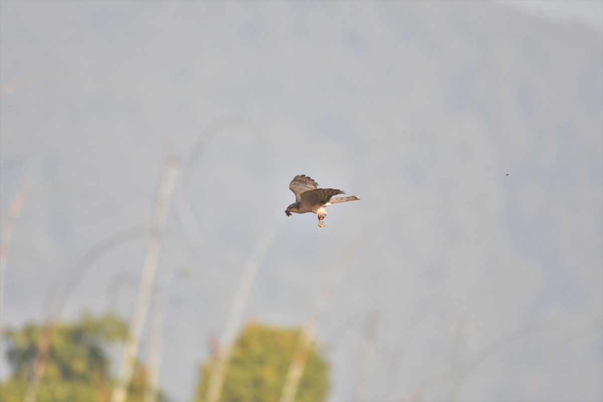 Eurasian Sparrowhawk - Ian Hearn