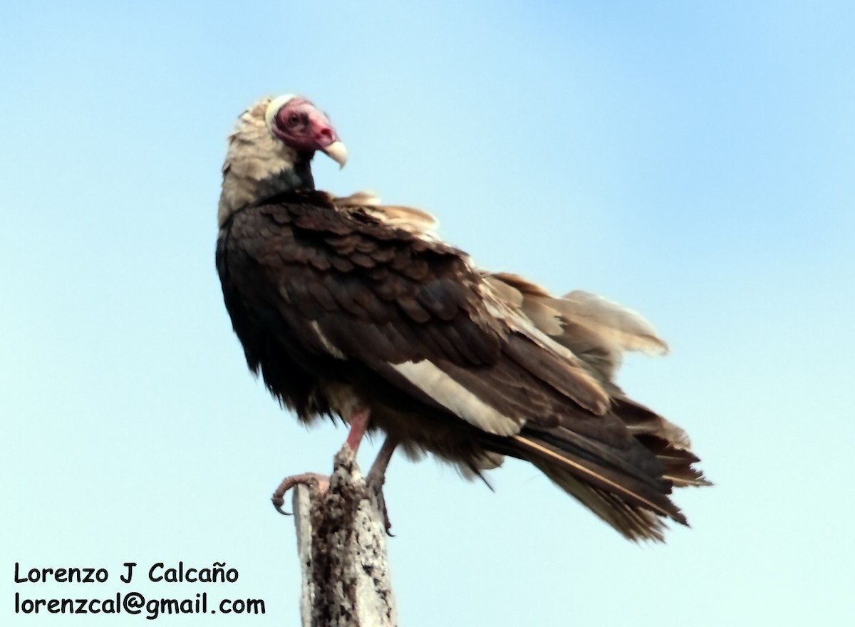 Turkey Vulture (Tropical) - Lorenzo Calcaño