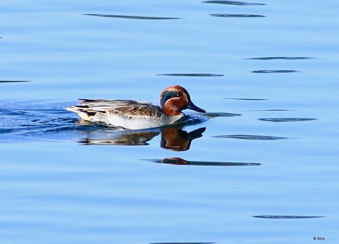 Green-winged Teal - ML192584821