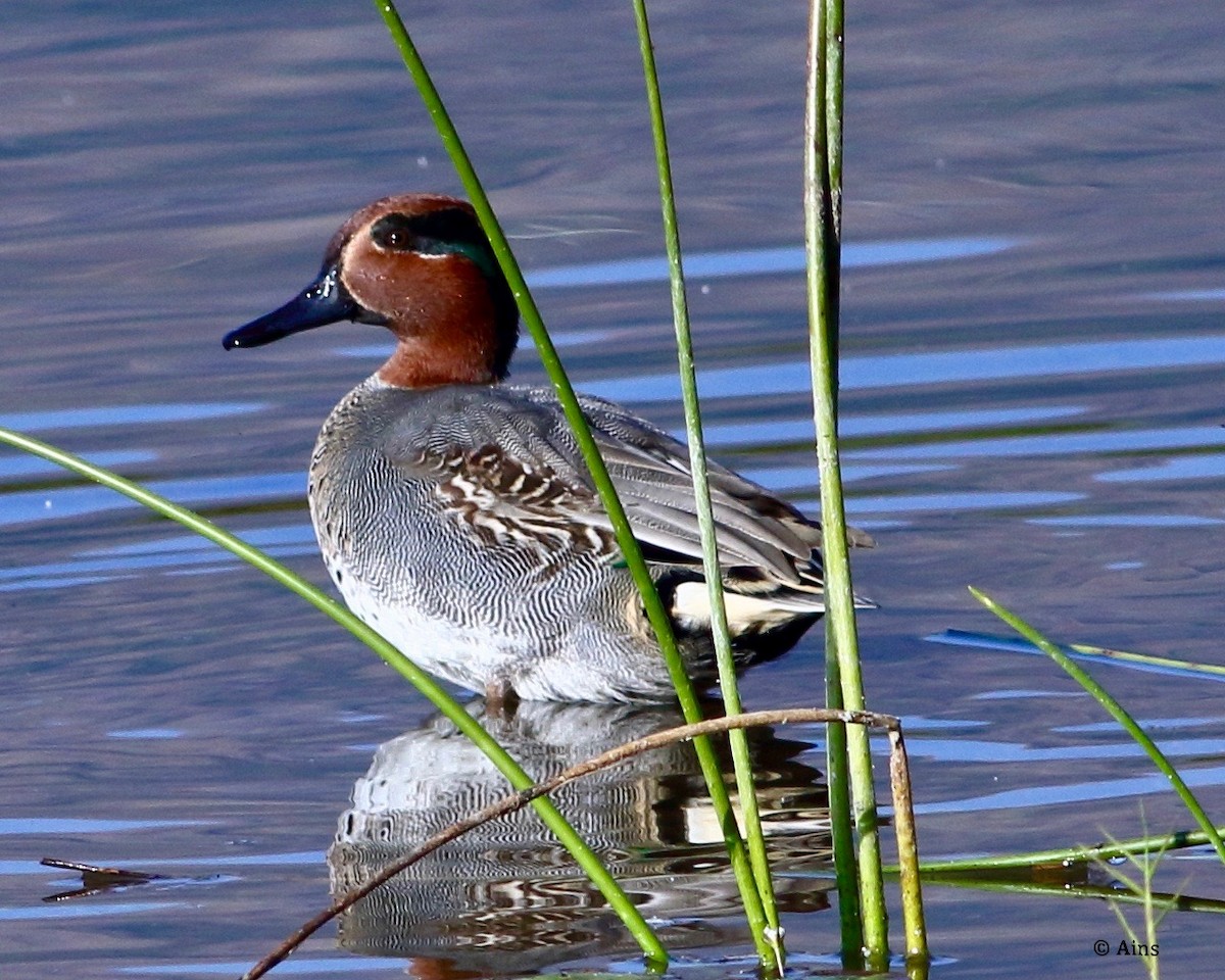 Green-winged Teal - ML192584831
