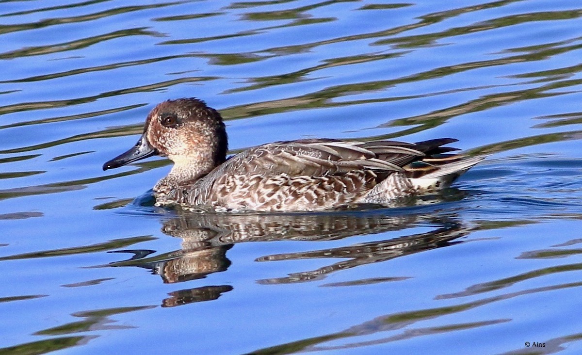Green-winged Teal - ML192584911