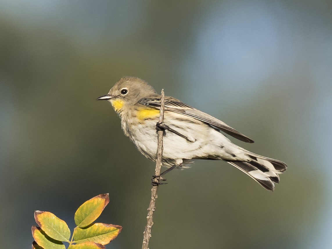 Yellow-rumped Warbler (Audubon's) - ML192586571