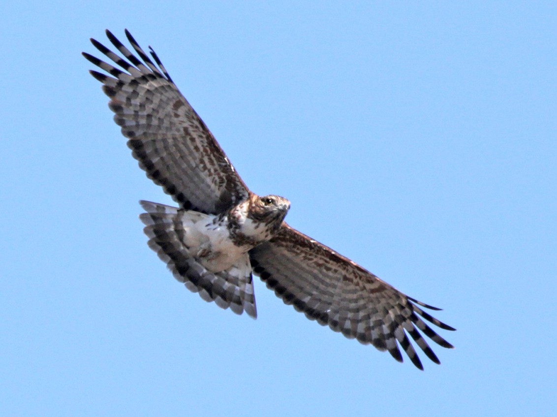 Madagascar Cuckoo-Hawk - Charley Hesse TROPICAL BIRDING