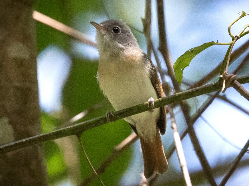 Red-tailed Newtonia - Skip Russell