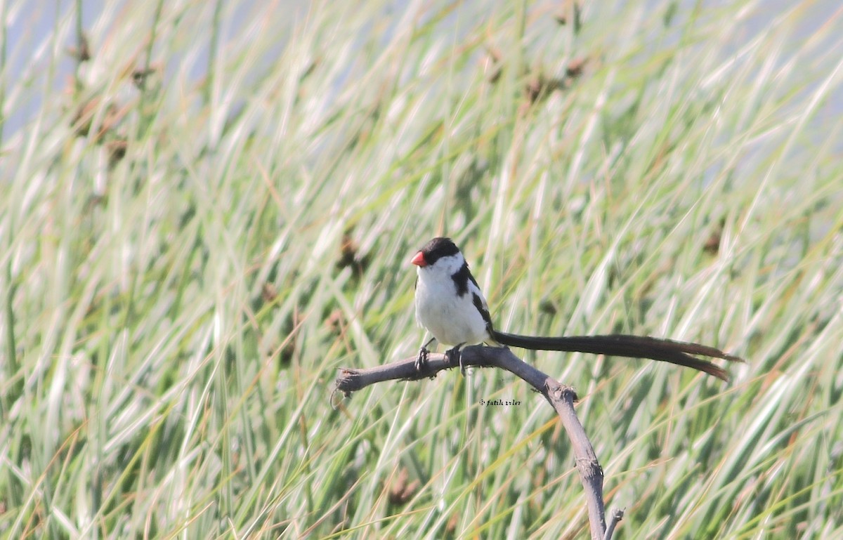 Pin-tailed Whydah - ML192589851