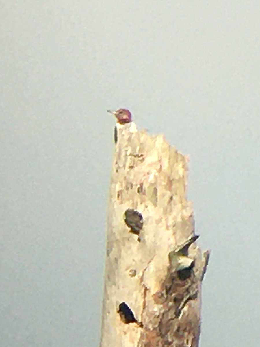 Red-headed Woodpecker - ML192596721
