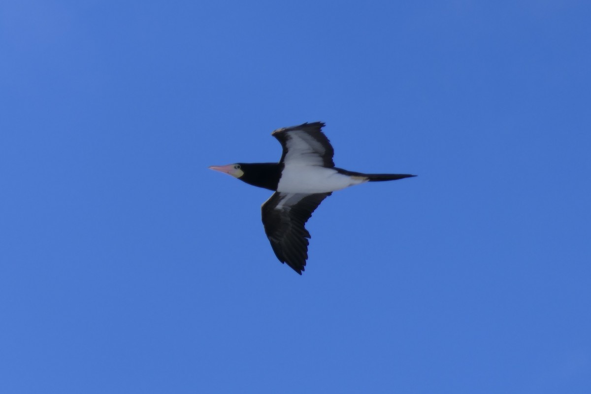 Brown Booby - ML192597171