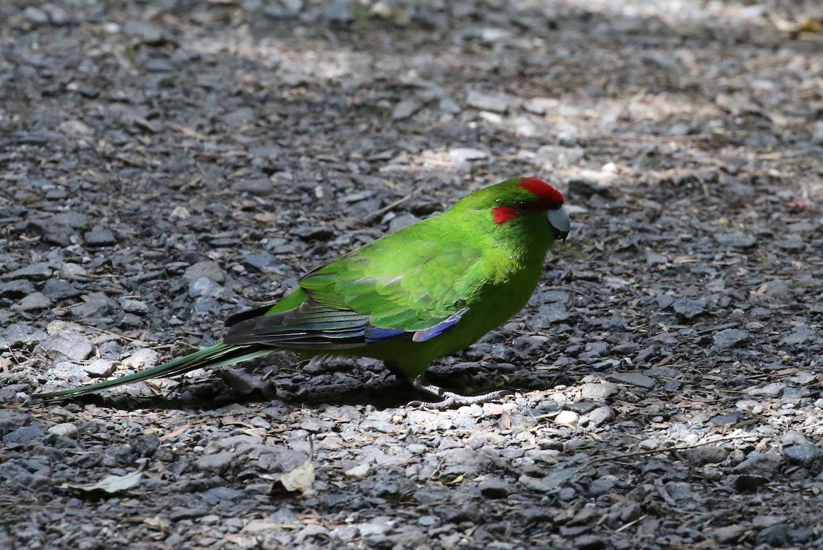 Red-crowned Parakeet - John Martin