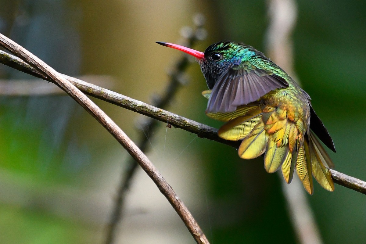 Blue-throated Goldentail - ML192598811
