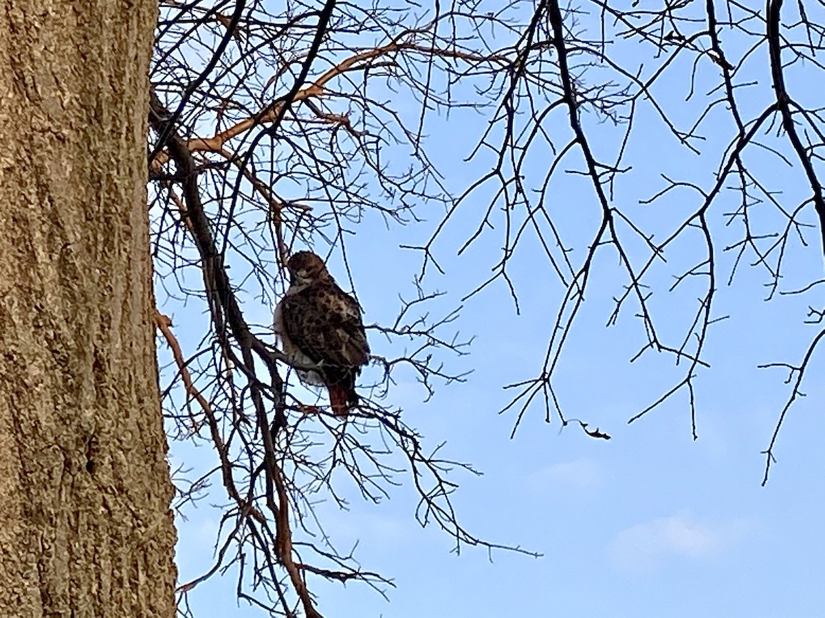 Red-tailed Hawk - Patty & Kevin 👀👂🏻🦆 McKelvey