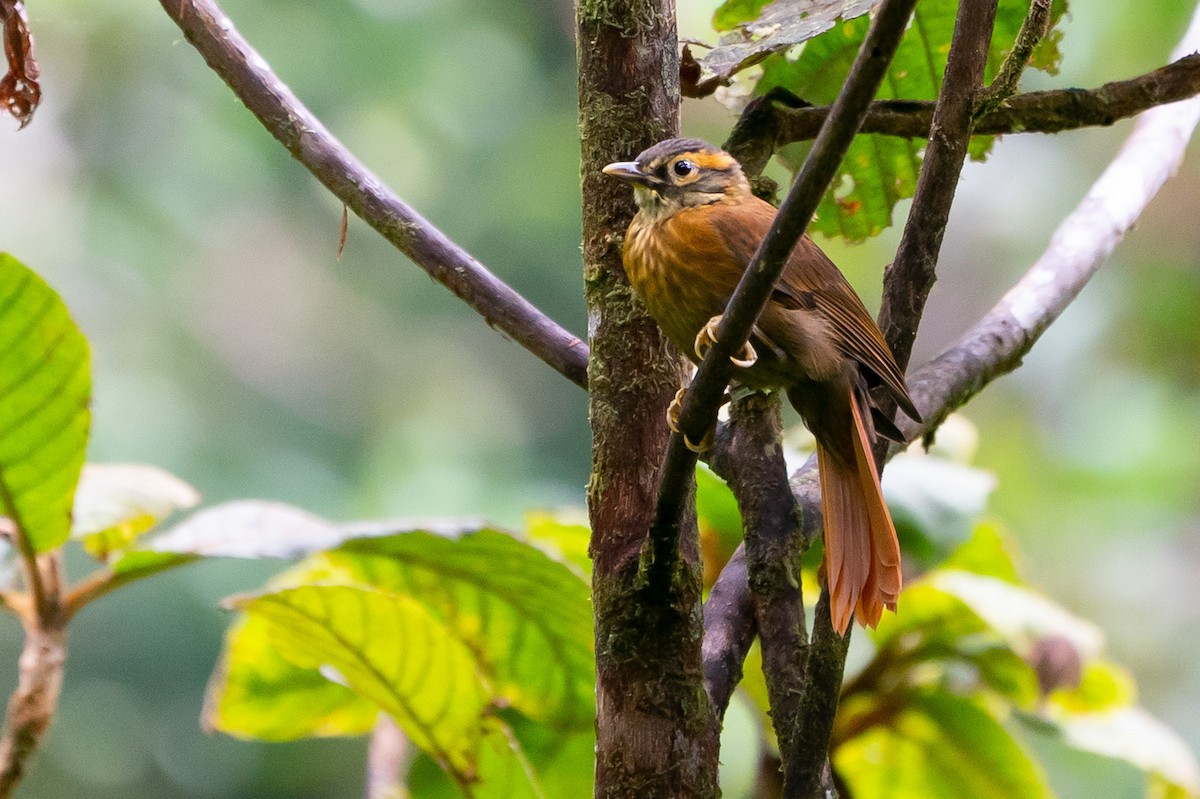 Scaly-throated Foliage-gleaner - Joao Quental JQuental