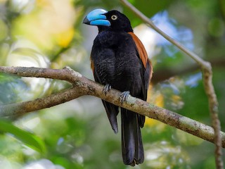 Helmet Vanga - eBird