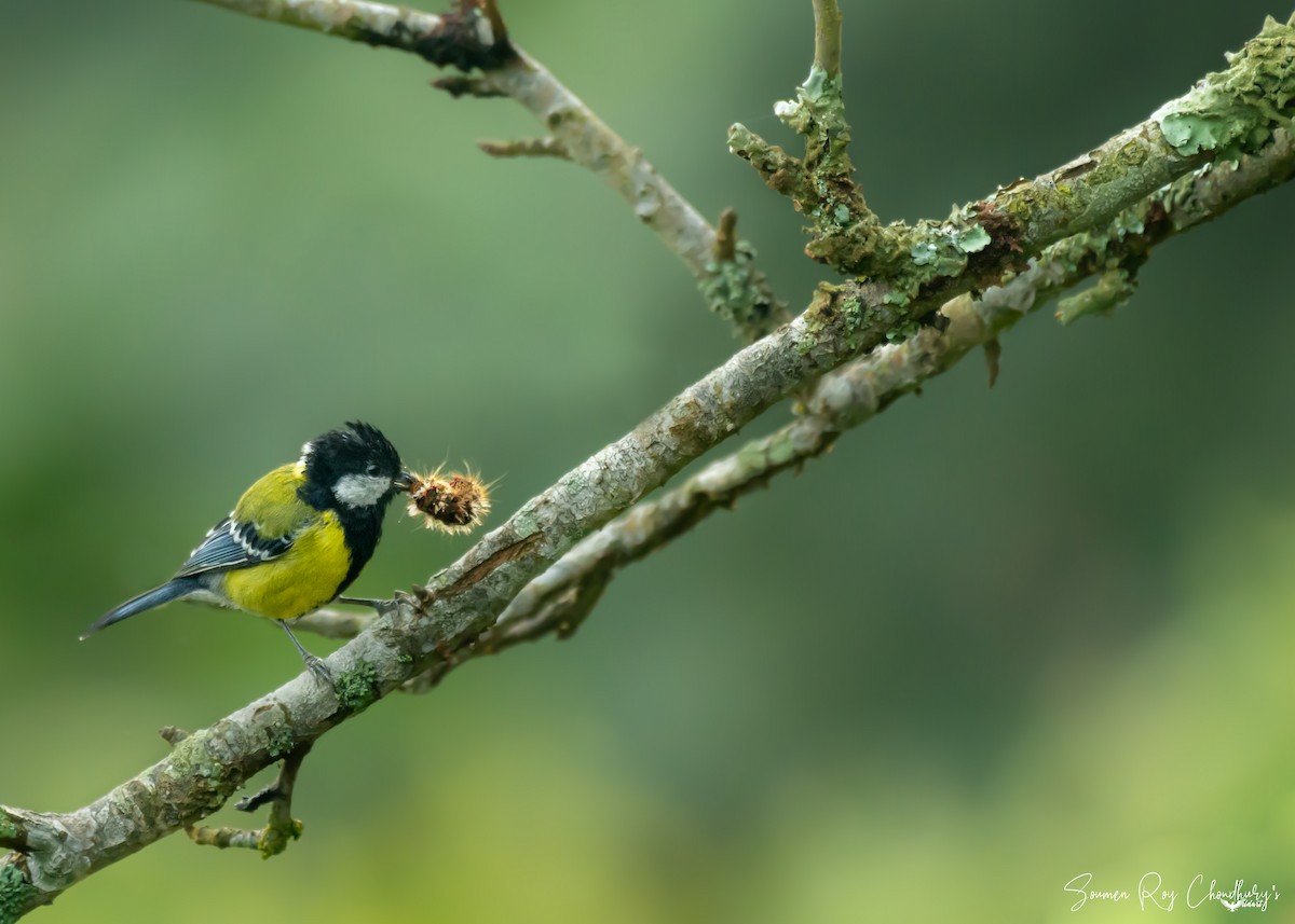Green-backed Tit - ML192604731
