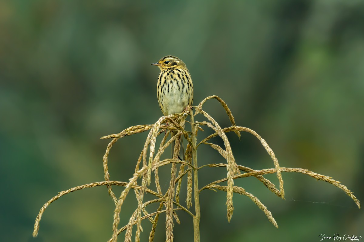 Olive-backed Pipit - ML192604941