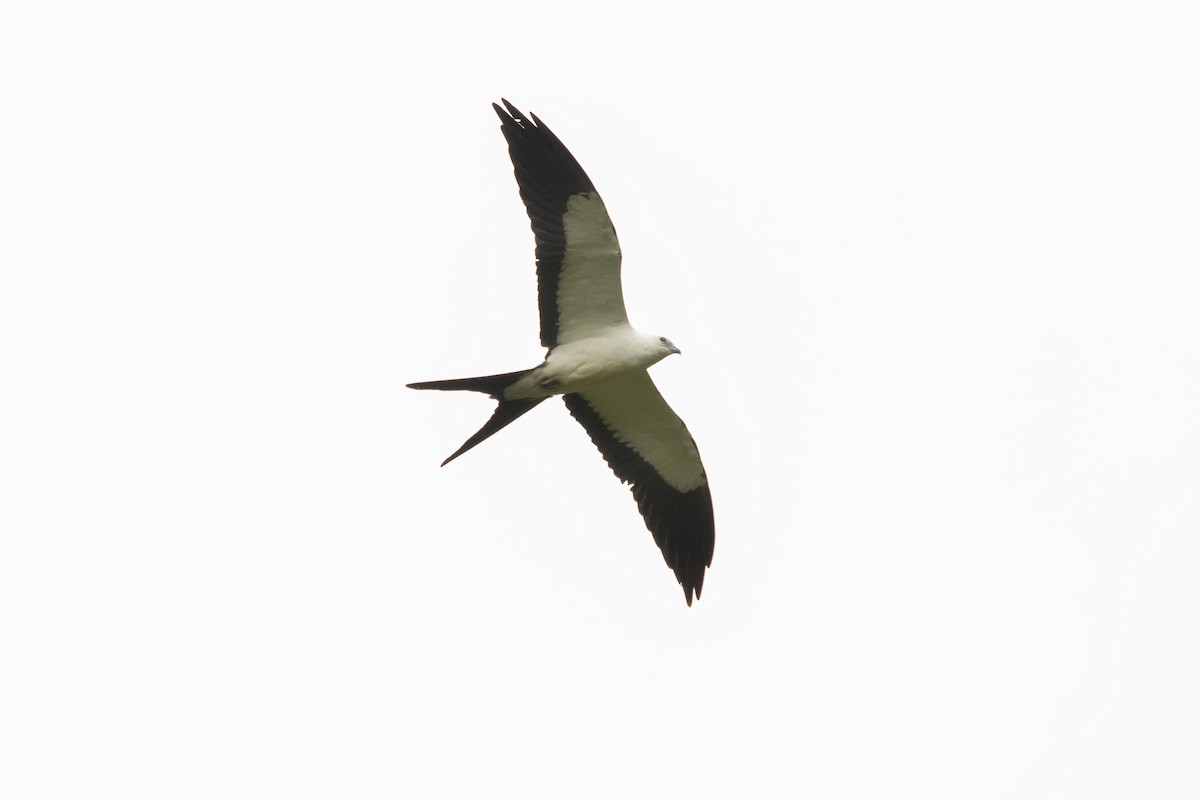 Swallow-tailed Kite - ML192607831
