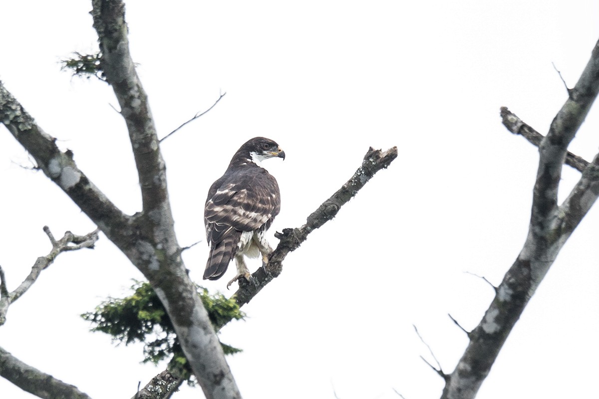 Cassin's Hawk-Eagle - Wich’yanan Limparungpatthanakij