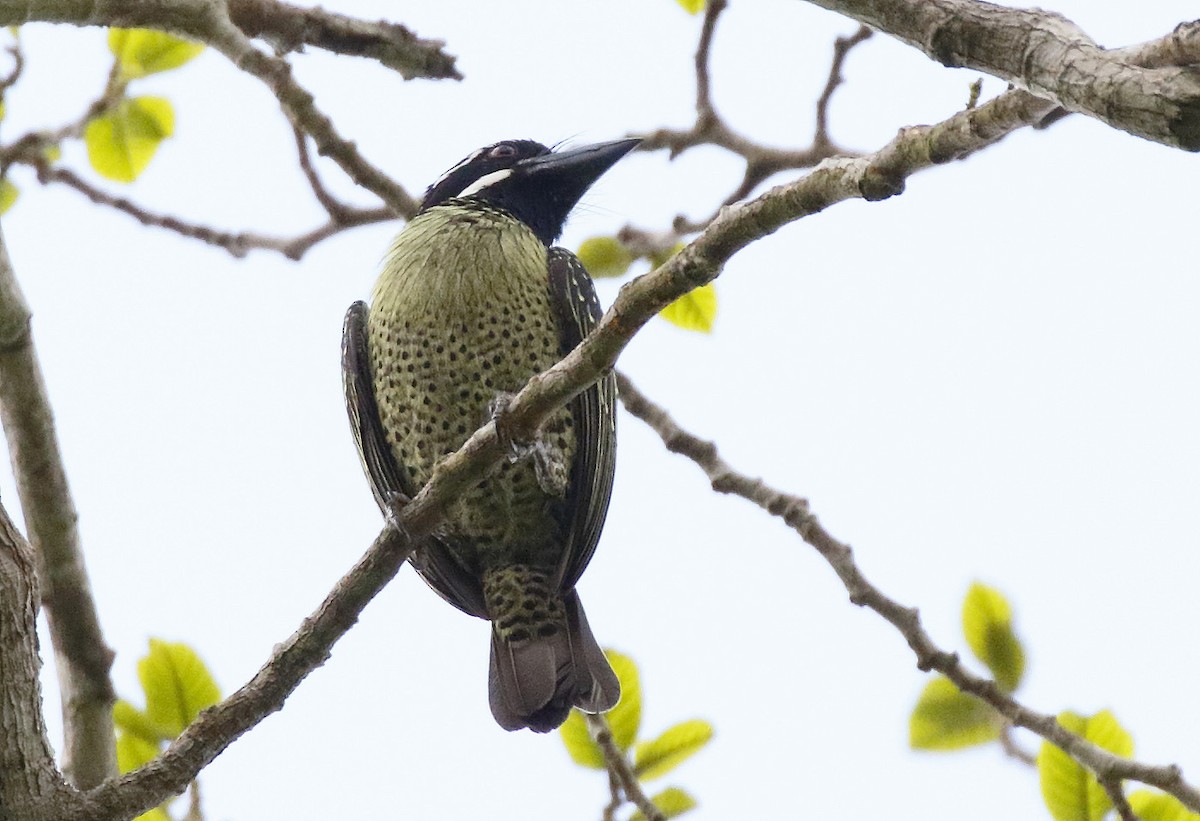 Hairy-breasted Barbet - Dave Curtis