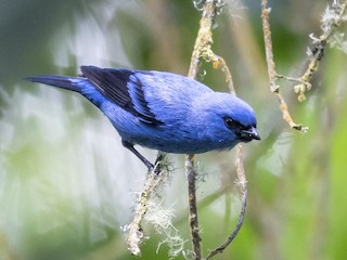  - Blue-and-black Tanager
