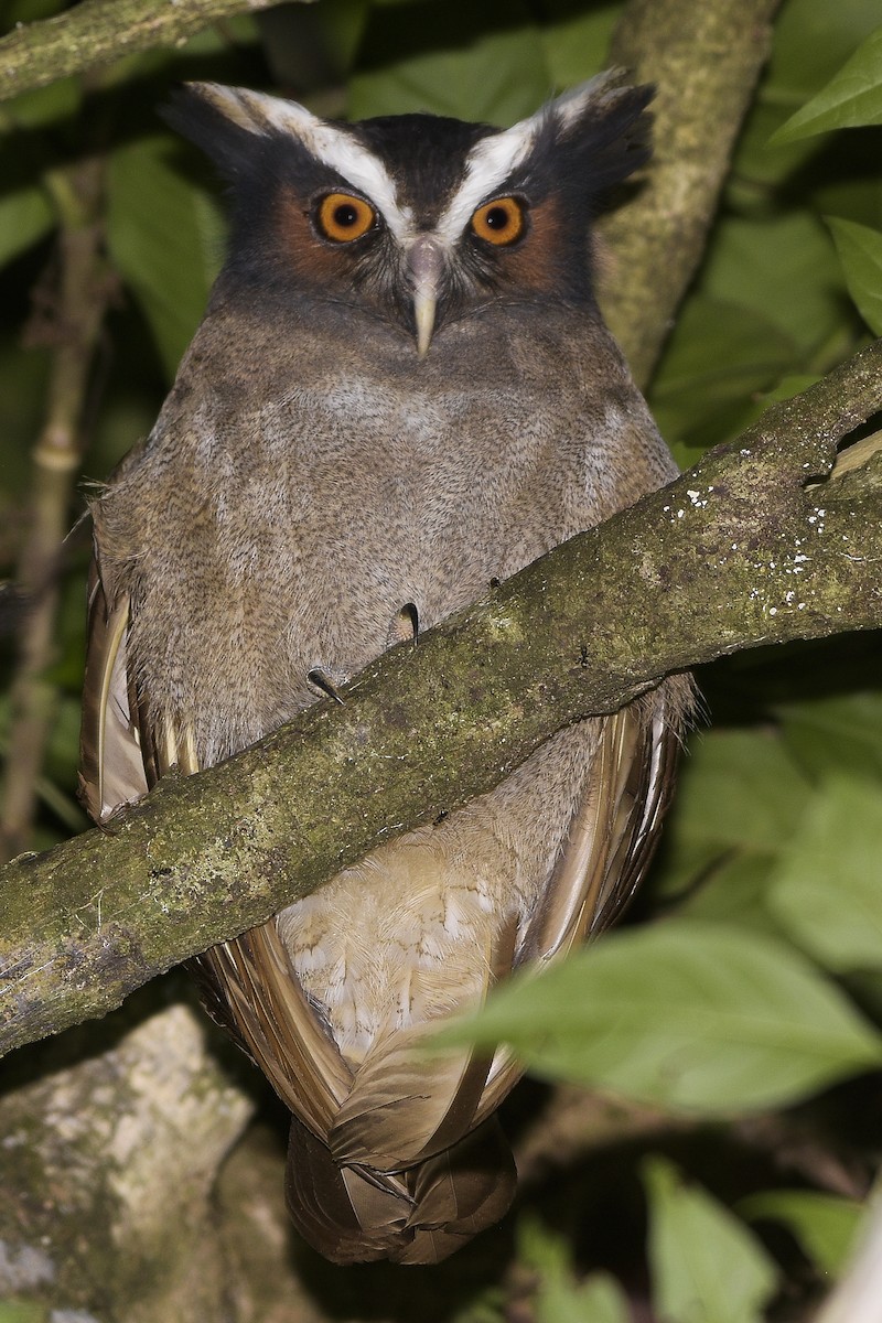 Crested Owl - ML192612421