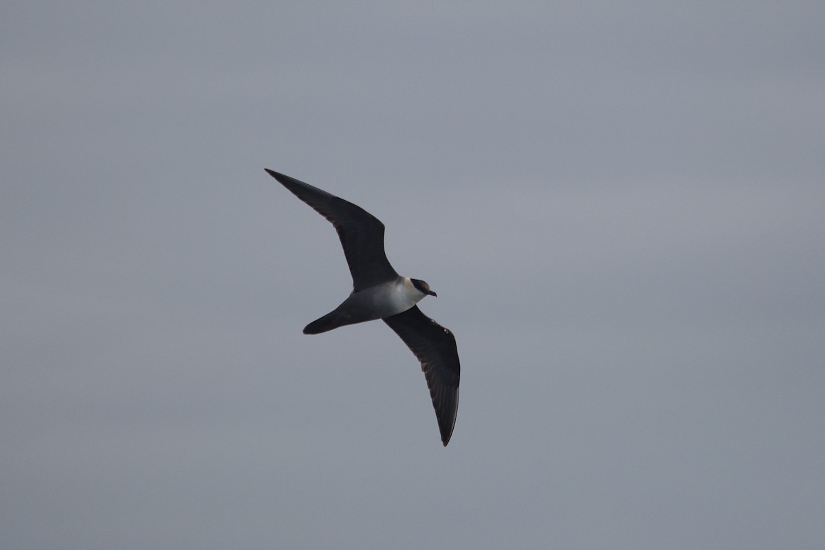 Long-tailed Jaeger - ML192615311