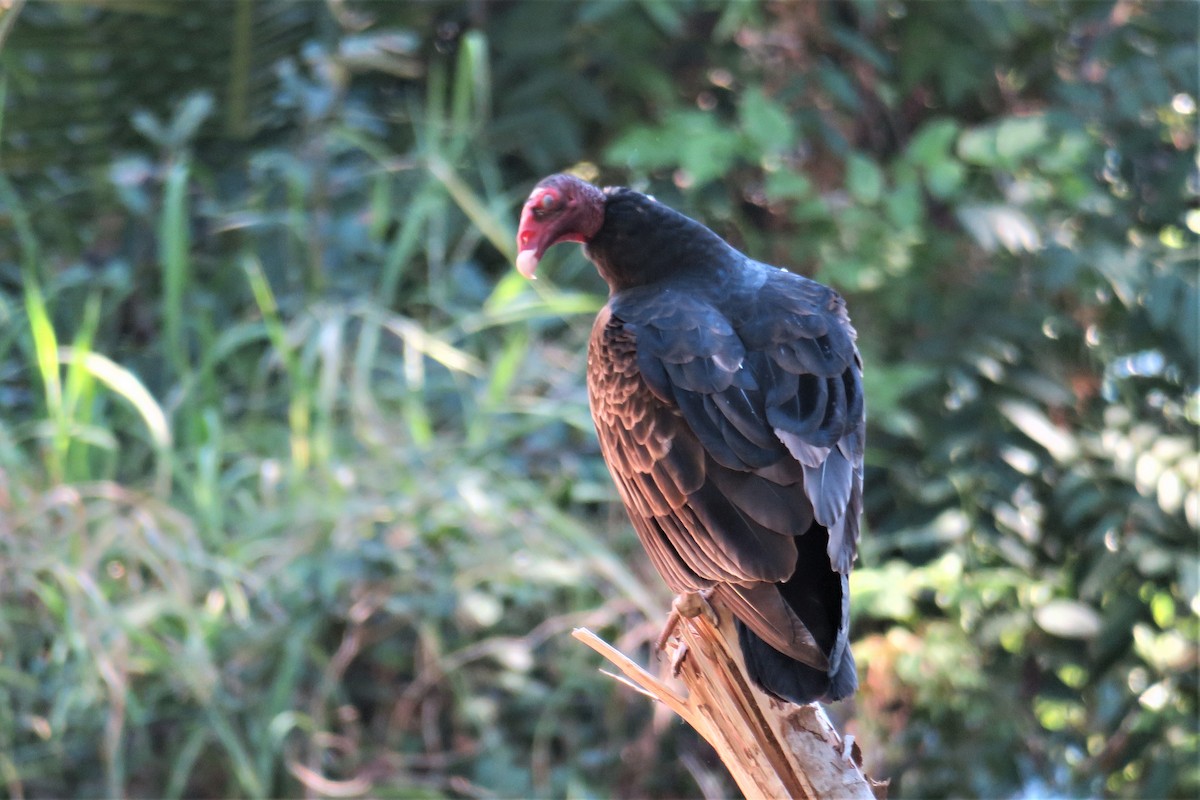 Turkey Vulture - ML192618101