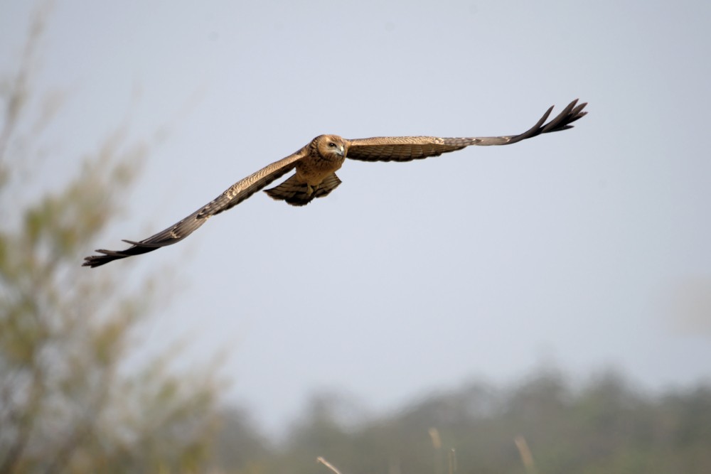 Spotted Harrier - ML192620481