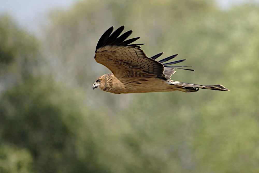 Spotted Harrier - ML192620491