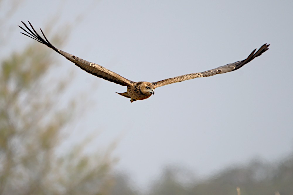 Spotted Harrier - ML192620501