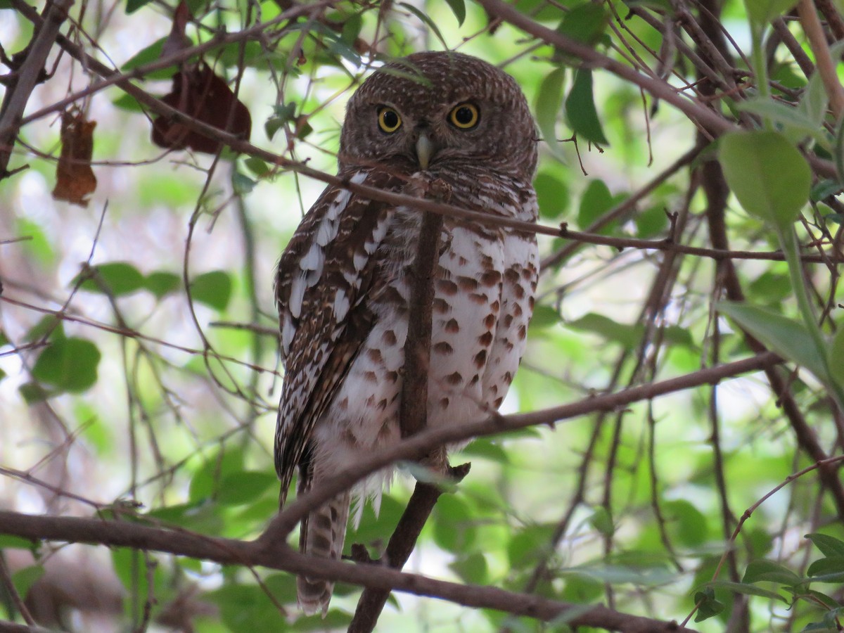 African Barred Owlet (Bar-fronted) - ML192620821