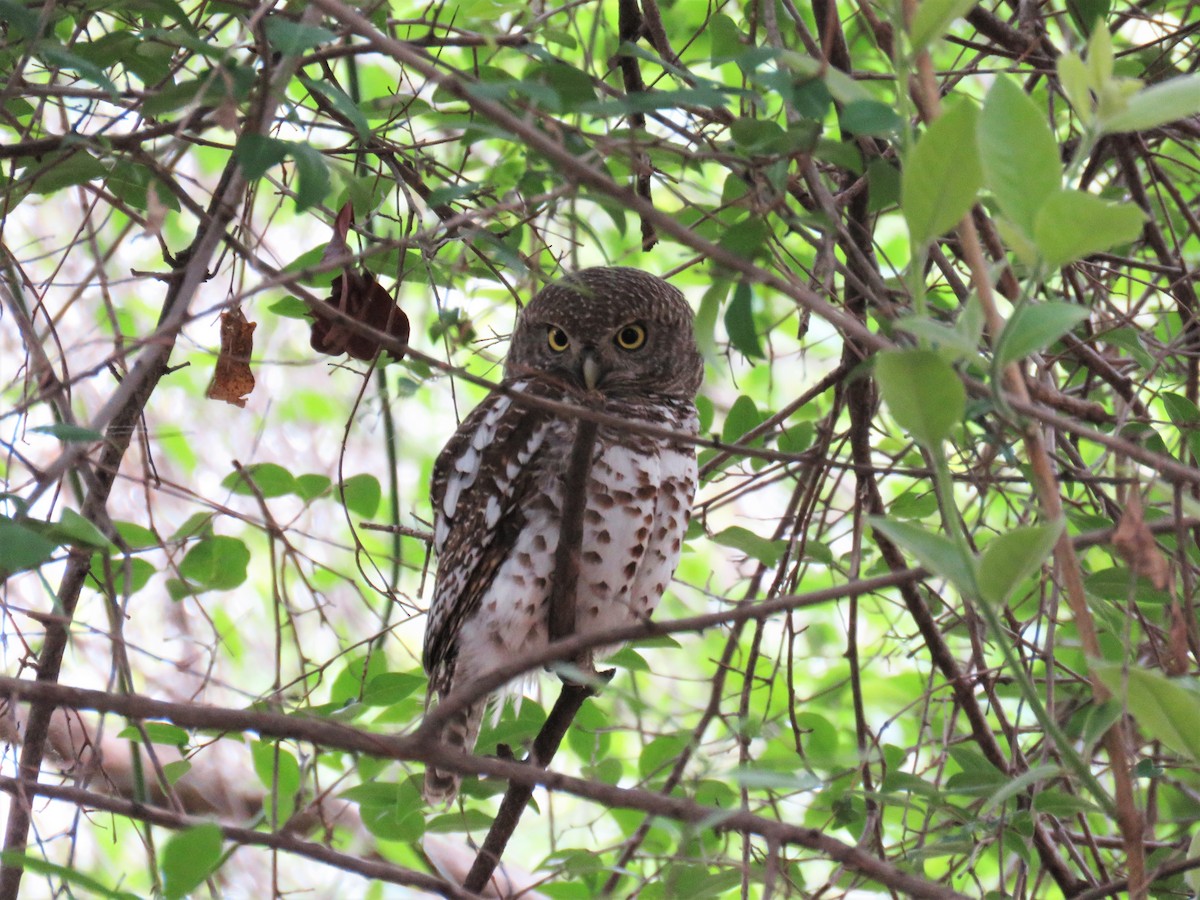 African Barred Owlet (Bar-fronted) - ML192620901