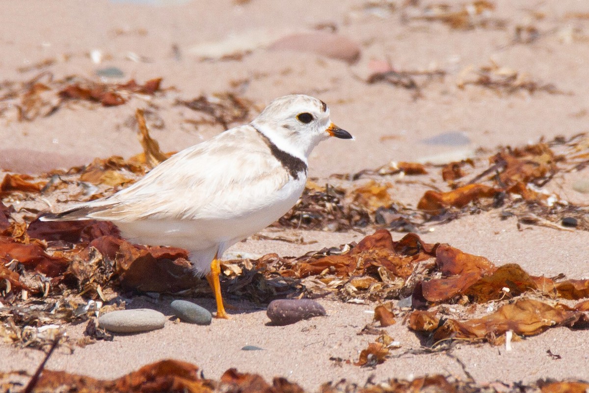 Piping Plover - ML192622141