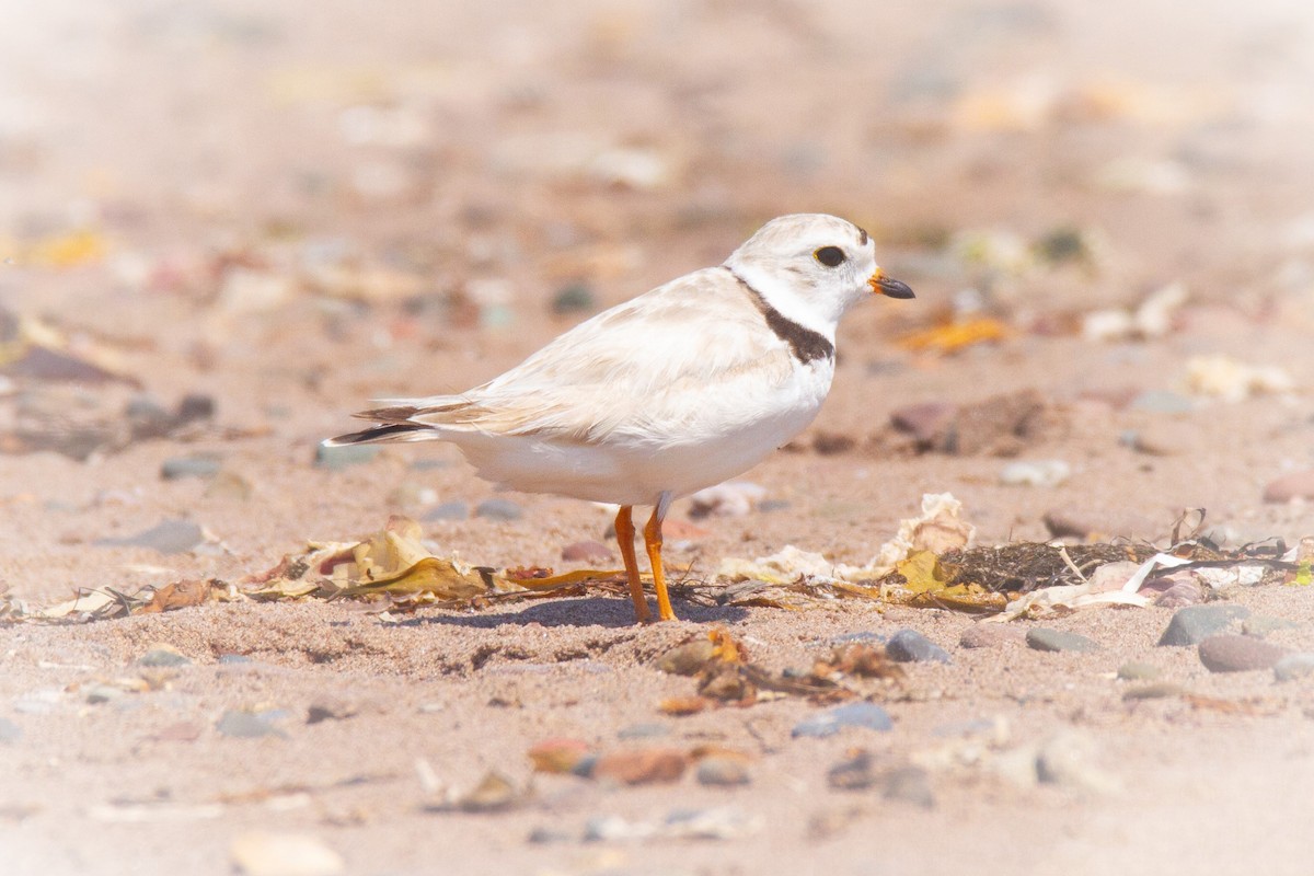 Piping Plover - ML192622161