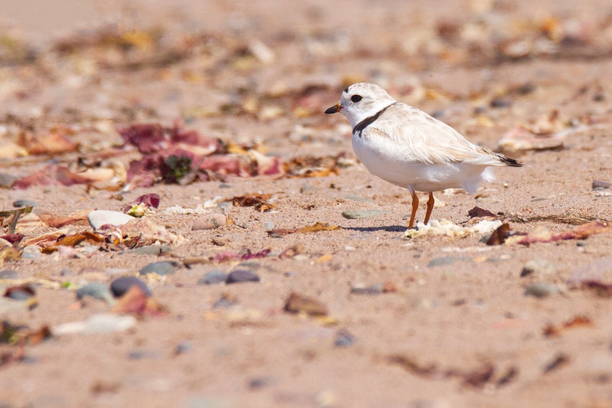 Piping Plover - ML192622171