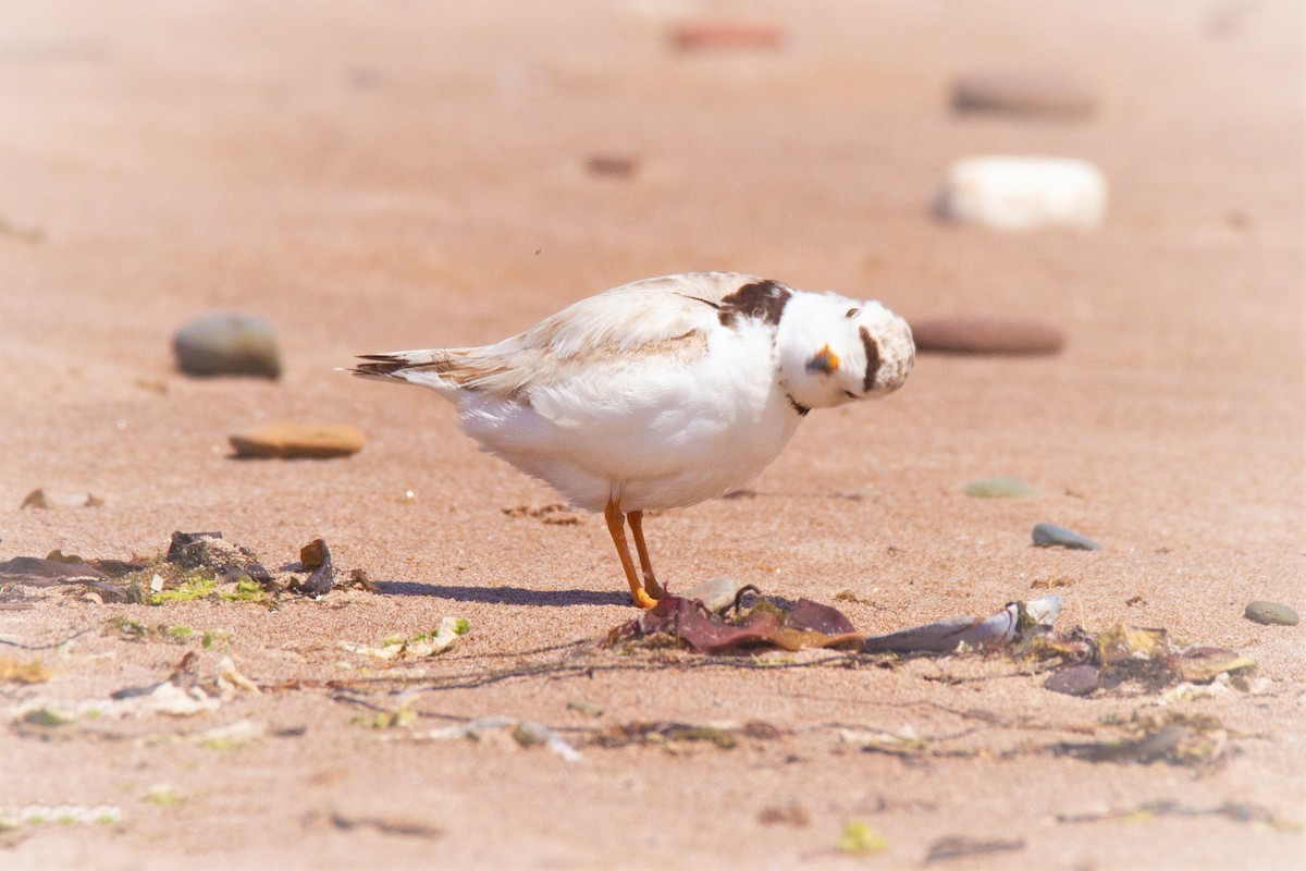 Piping Plover - ML192622181