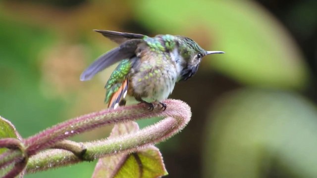 Wine-throated Hummingbird - ML192627731